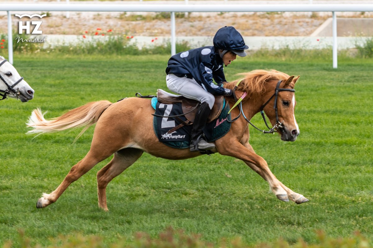Hipódromo de La Zarzuela tweet media