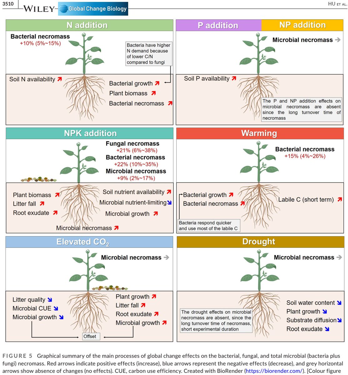 ykuzyakov's tweet photo. 💥NEW #REVIEW in @GlobalChangeBio
Microbial necromass under #GlobalChange &amp; #SoilOrganicMatter
https://t.co/8sbuNmT5eF

Junxi Hu et al. @kmbuckeridge Cornelissen
#soil #carbonsequestration #GlobalWarming #MicrobialNecromass #MetaAnalysis
#Phosphorus #nitrogen 
@uniGoettingen https://t.co/5Iskhh0PKU