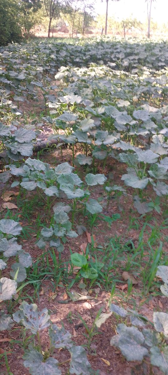 Finger chili ki  खेती