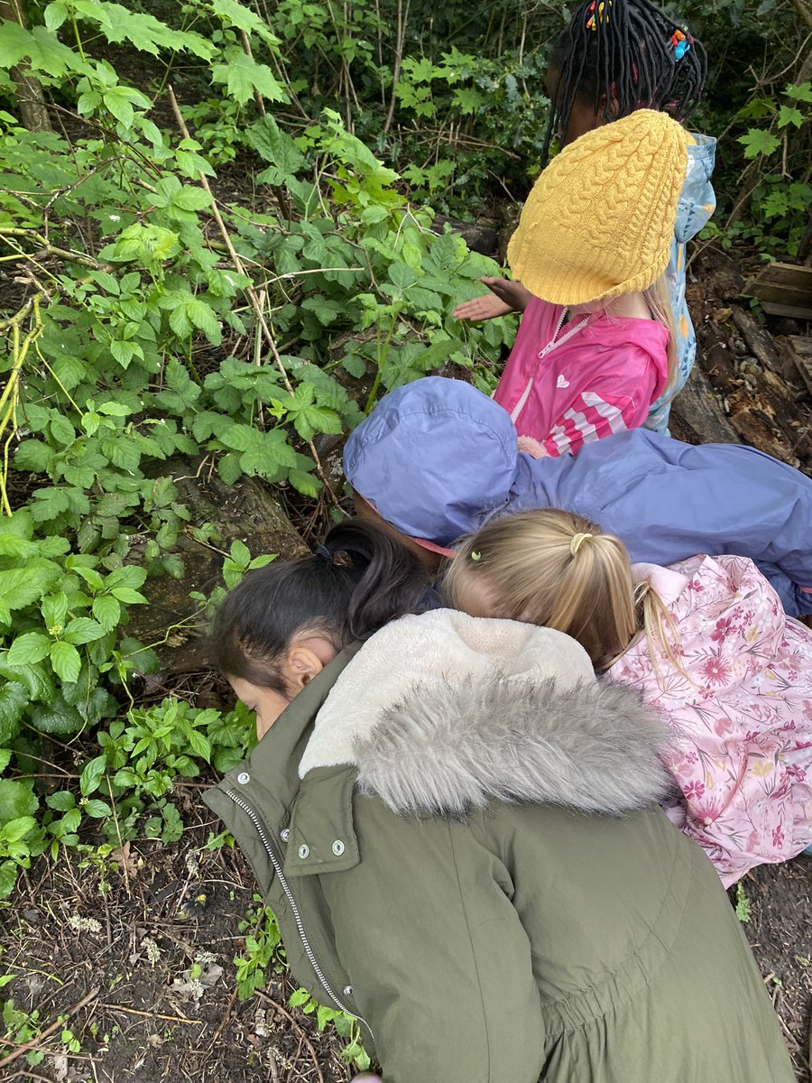 MissCooper01's tweet photo. 1B and 1A had a great afternoon at Forest school last Thursday! They enjoyed finding Lemon Balm plants, making Jolly Tall’s house and setting up a table for Shabbat! 🪴 https://t.co/sKBP22epes