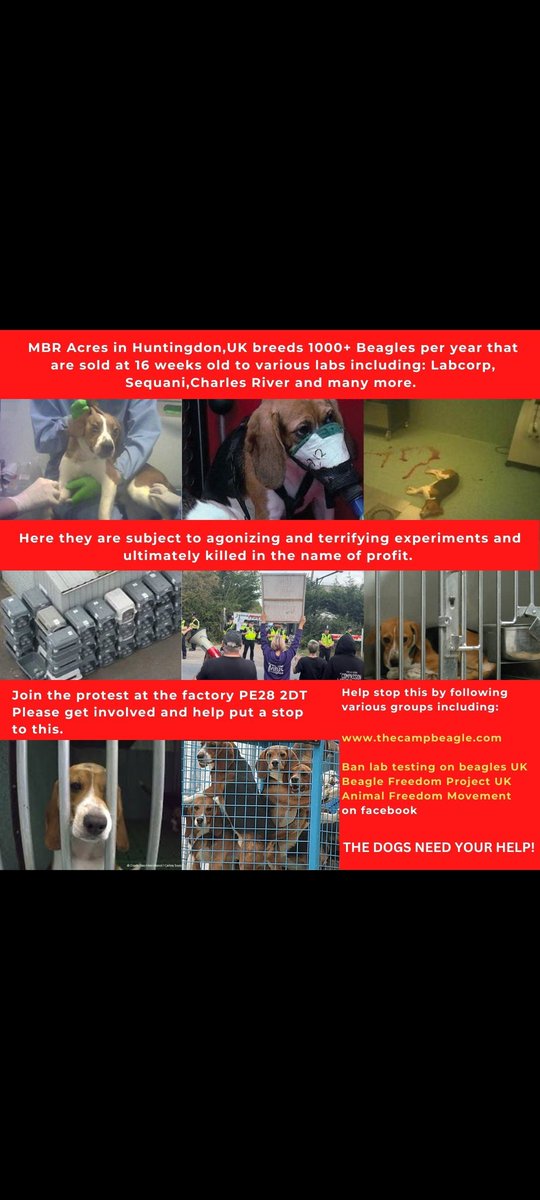 #MarshallandMillions
MBR Acres / Camp Beagle  / Beagle Testing UK / Beagle Freedom Project UK / Companies: Labcorp / Sequani / Charles River - all endorsed by UK Home Office
#TripAdvisor @VisitBritain #UK #huntingdon #beagles #dogs #eurovision