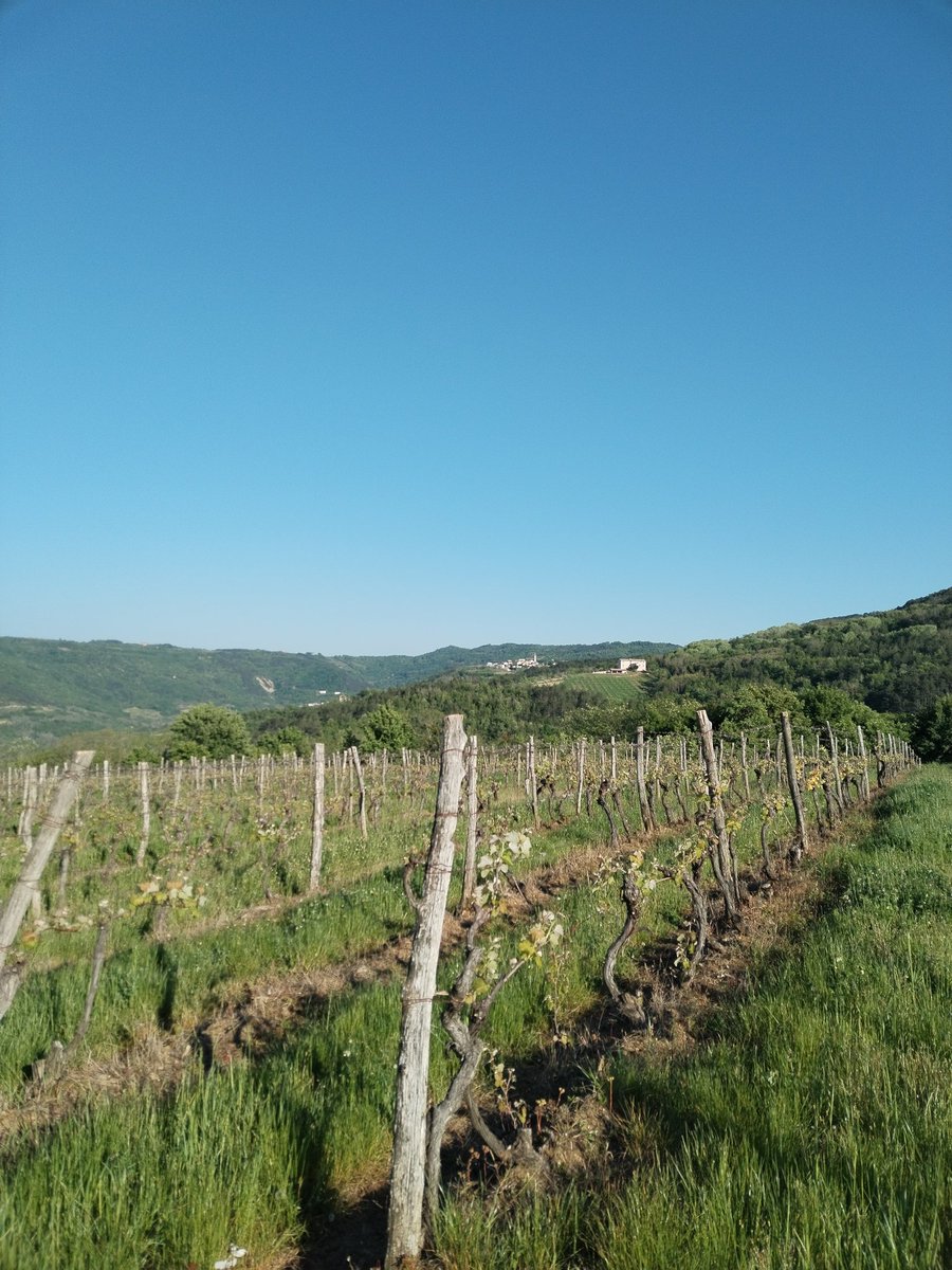 Istrian vineyards are getting green💚 #springtime #Istria