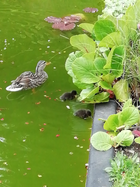 _UoW's tweet image. Last week Kiara and Katherine spotted one of the campus ducks in distress on Burma Road; Her ducklings had fallen down the drain!

They sought the help of James and together they managed to save the ducklings and return them to the pond on King Alfreds Campus🦆🐣💜 

#hellowinch