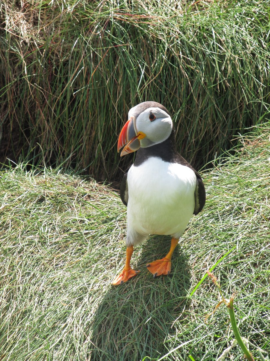 Urgent #repairs are ongoing to steps into #fingalscave on #staffa - please do not try to enter the cave on foot while these are taking place. The good news is you'll have more time to spend at the #puffin colony! @StaffaTrips @StaffaTours @Turus_Mara