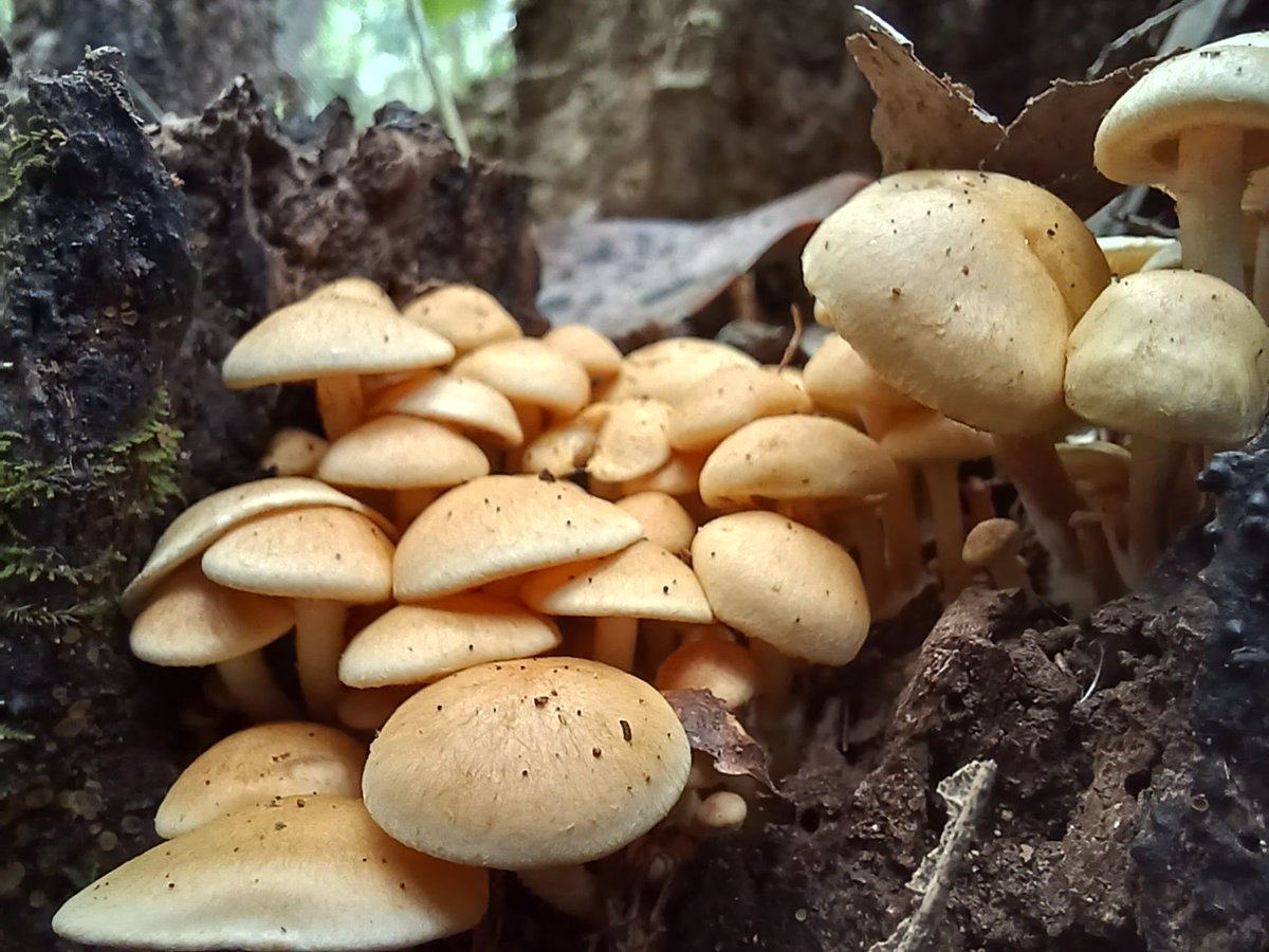 🍄Scott.Shroom🍄 tweet media