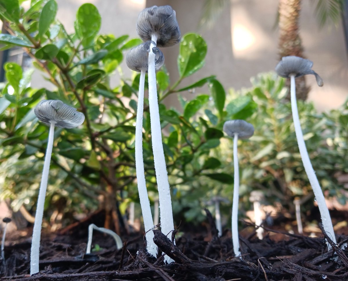 🍄Scott.Shroom🍄 tweet media