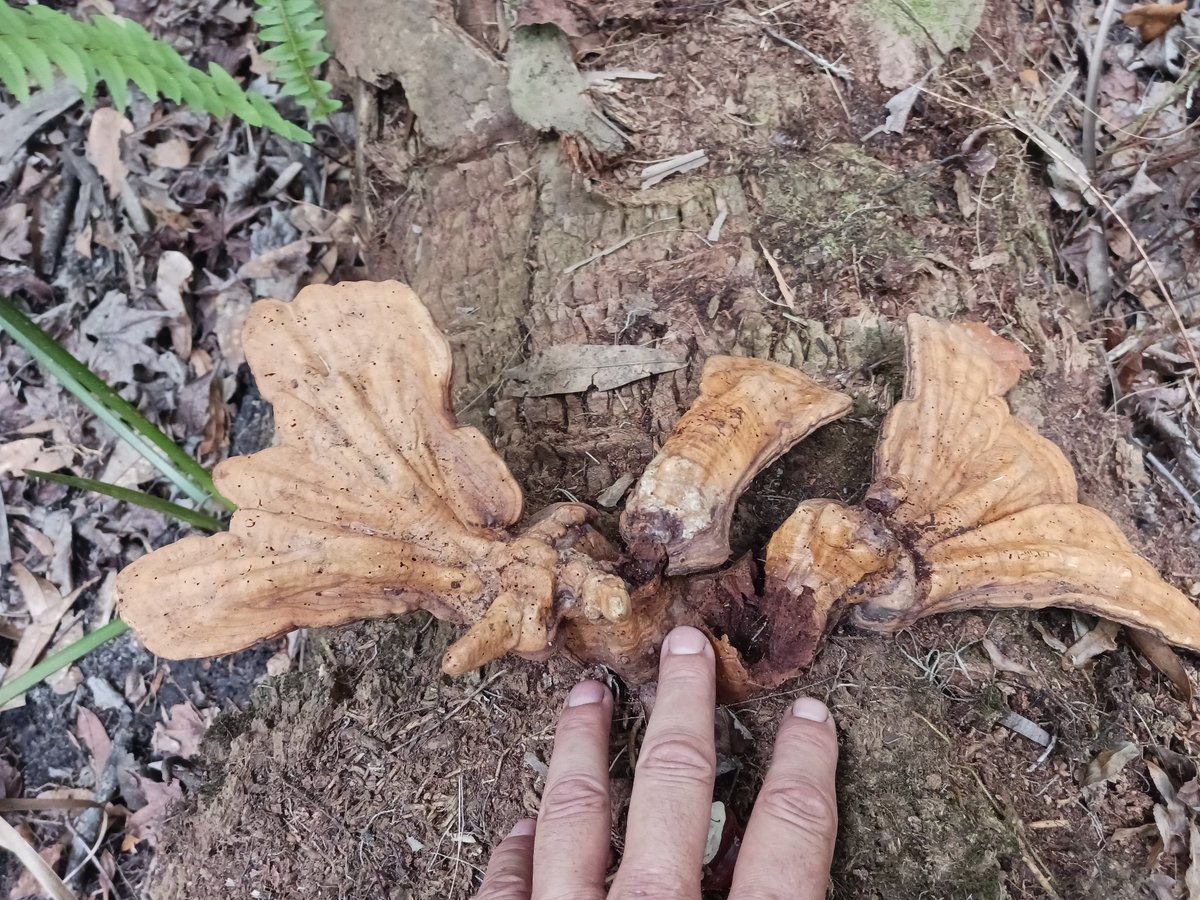 🍄Mushroom Monday🍄