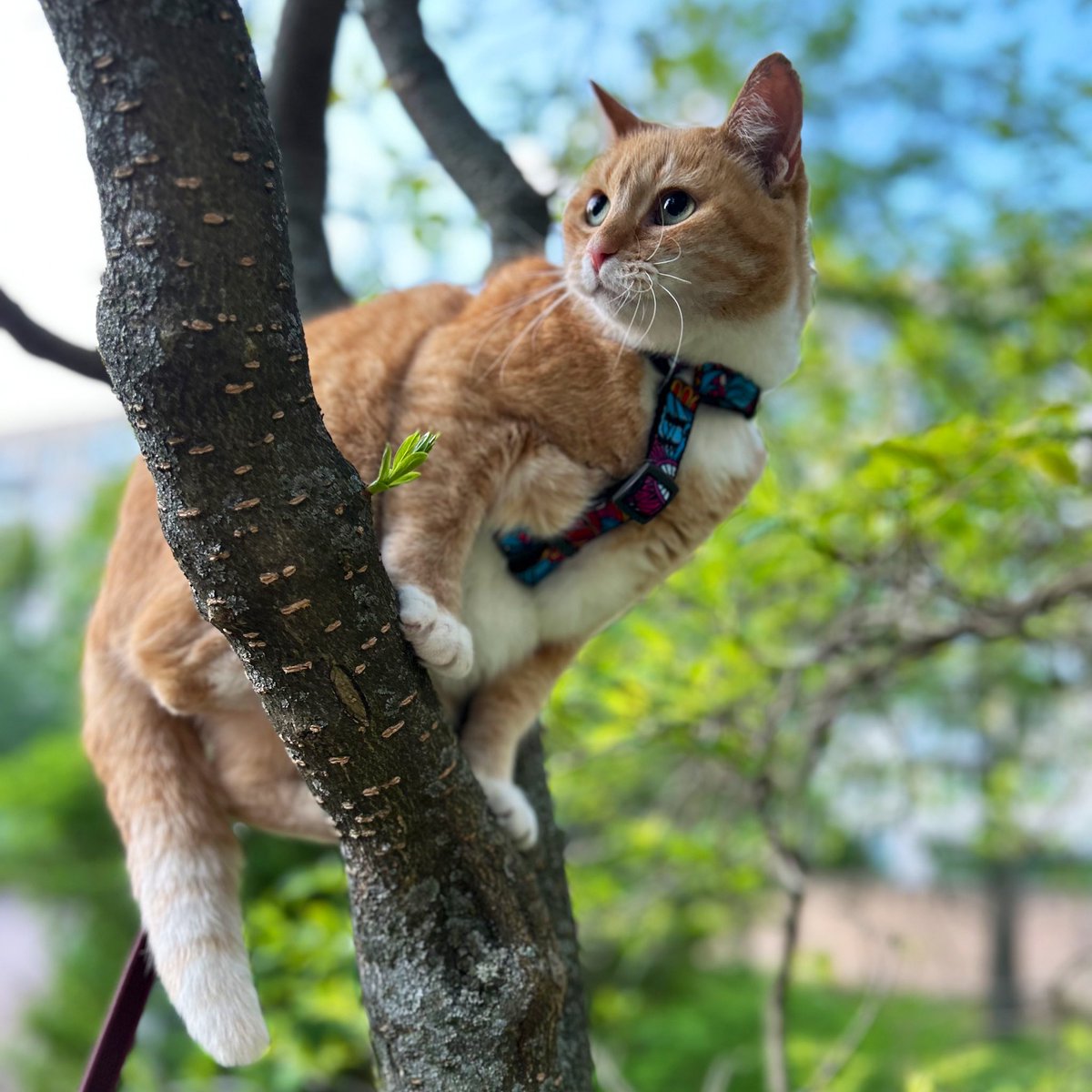 У меня очень красивая кошбка