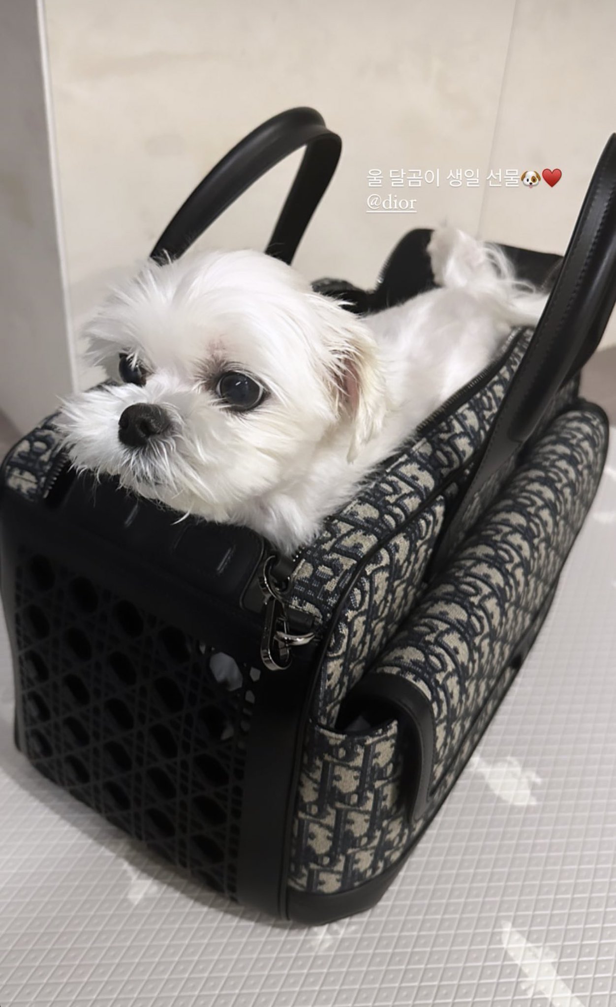 Dior Hit The Road Pet Carrier Bag