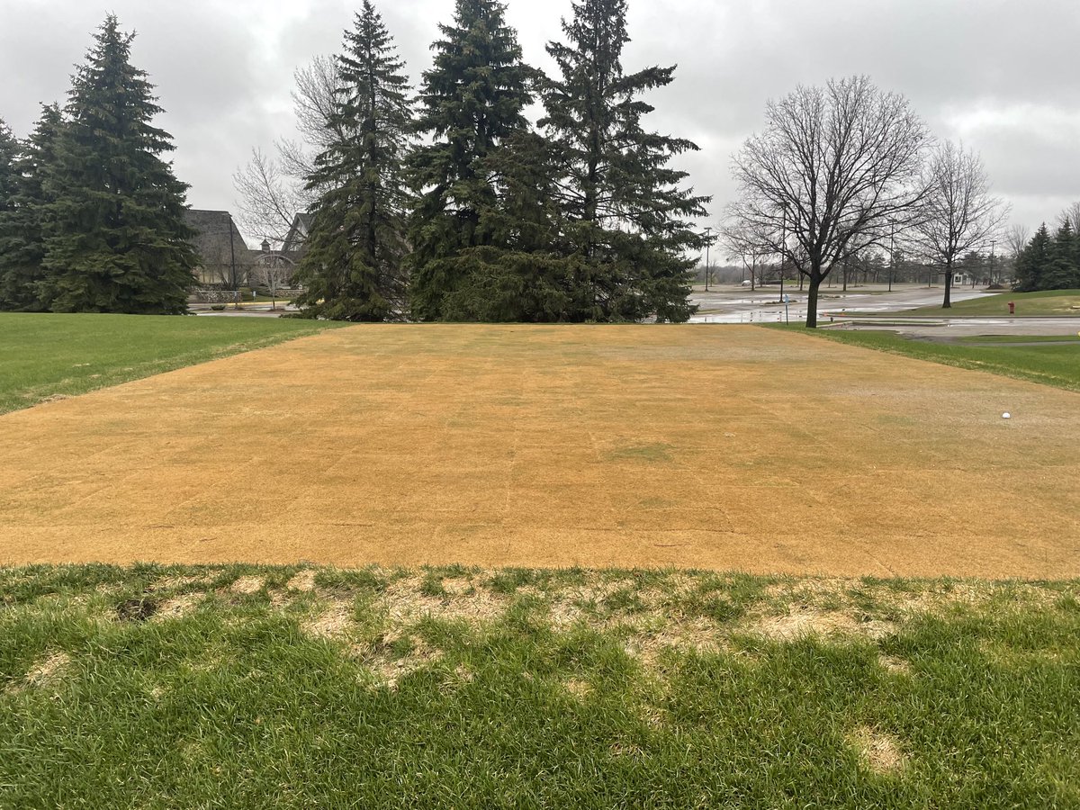 CavanaughTurf's tweet image. I knew it would be fine. April 20 vs. today. Sodded late October.