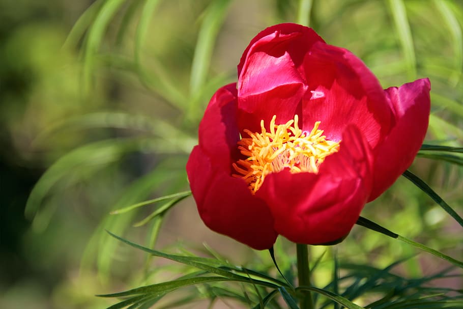 Today we celebrate our national flower, Bujorul Românesc - the Romanian Peony. Its beauty can be seen in lowland forests or on their edge, in Dobrogea, Muntenia and southern Moldova. The Romanian Peony is the national flower of Romania since 2022, and it is protected by law.