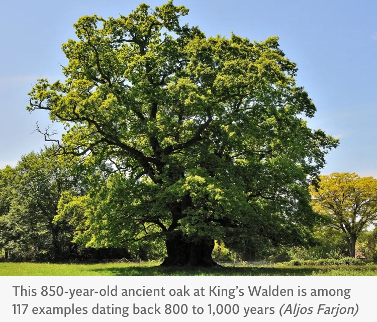 English oak

Thanks to Independent 

“Scientists discover England has more ancient oak trees than rest of Europe put together”

#EnglishOak