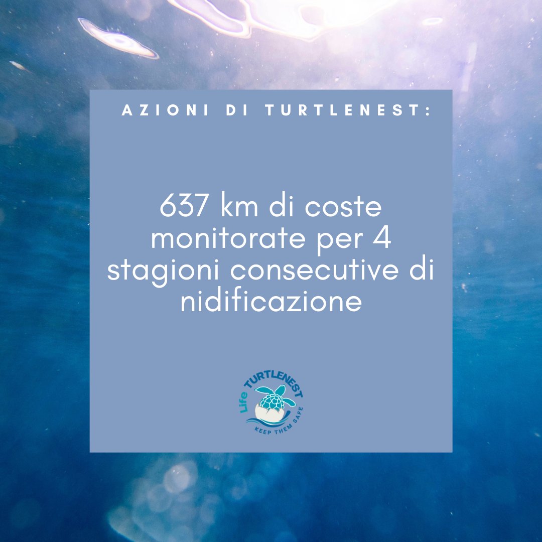 LifeTurtlenest's tweet photo. #lifeprogramme #lifeproject #turtlenest #carettacaretta #tartarughemarine #Mediterraneo https://t.co/aaoxgi2s92