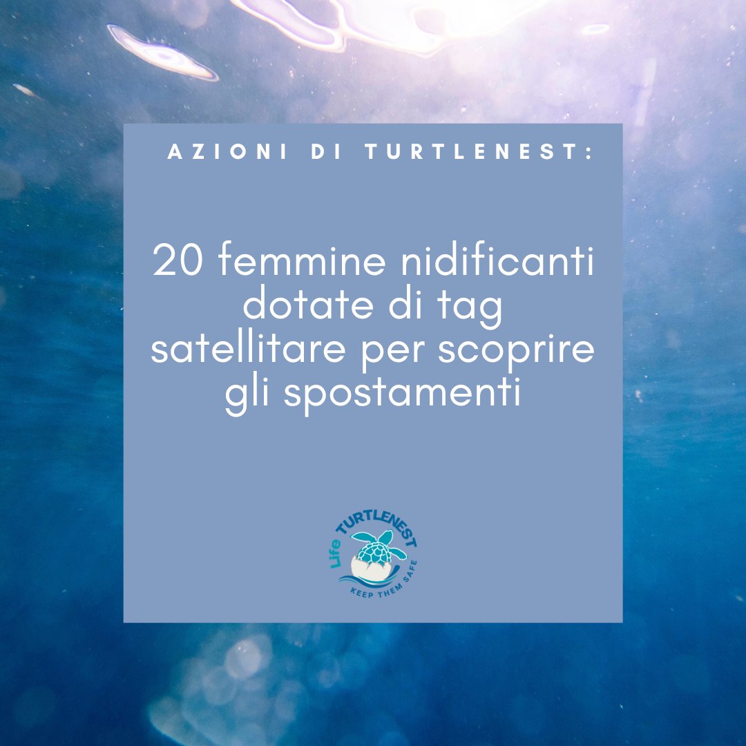 LifeTurtlenest's tweet photo. #lifeprogramme #lifeproject #turtlenest #carettacaretta #tartarughemarine #Mediterraneo https://t.co/LKA14K3Z9a