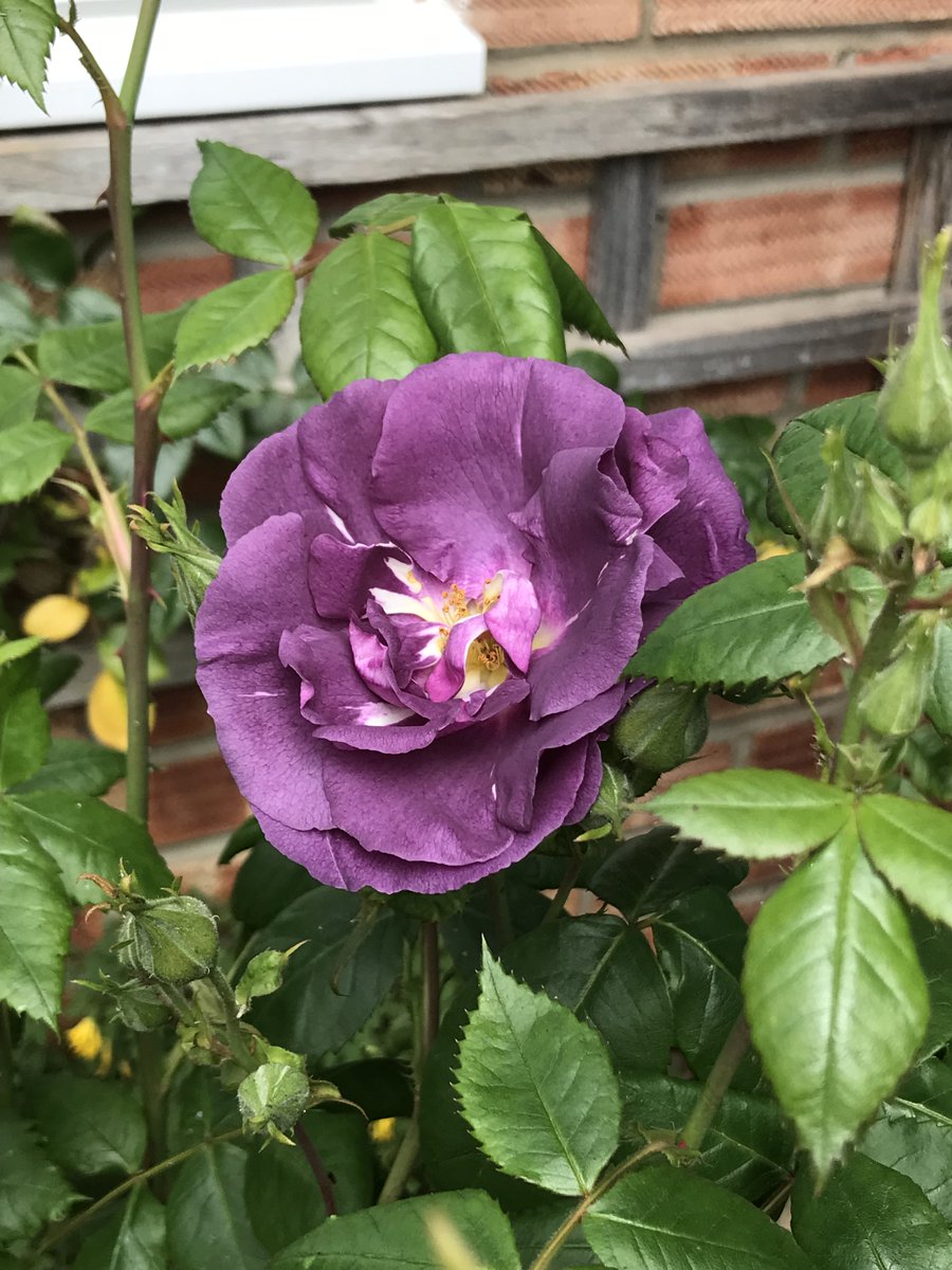 Wisteria and a first rose.
