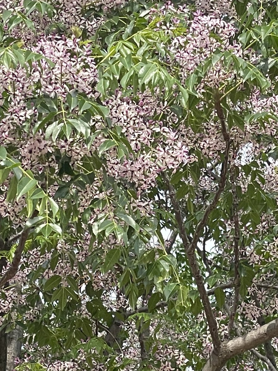 Çetin Osman Budak tweet media