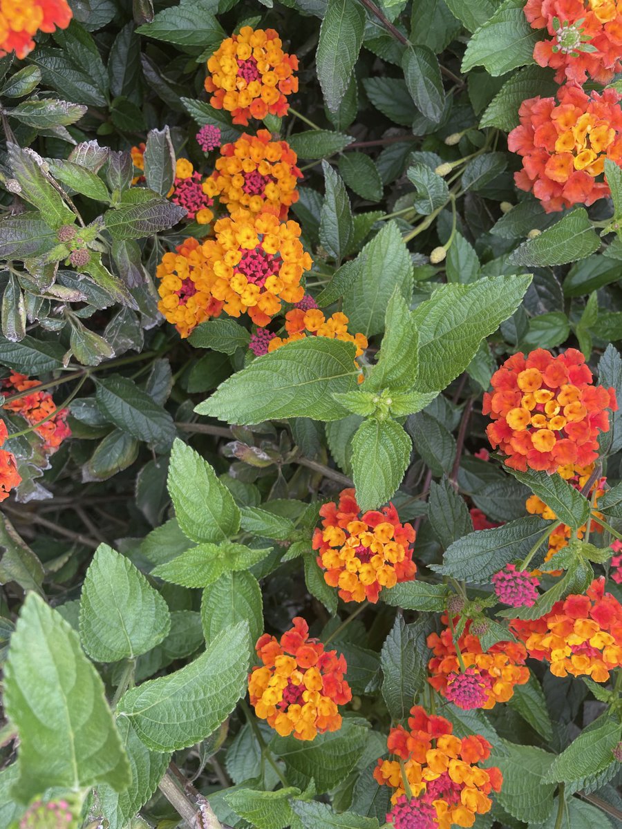 Çetin Osman Budak tweet media