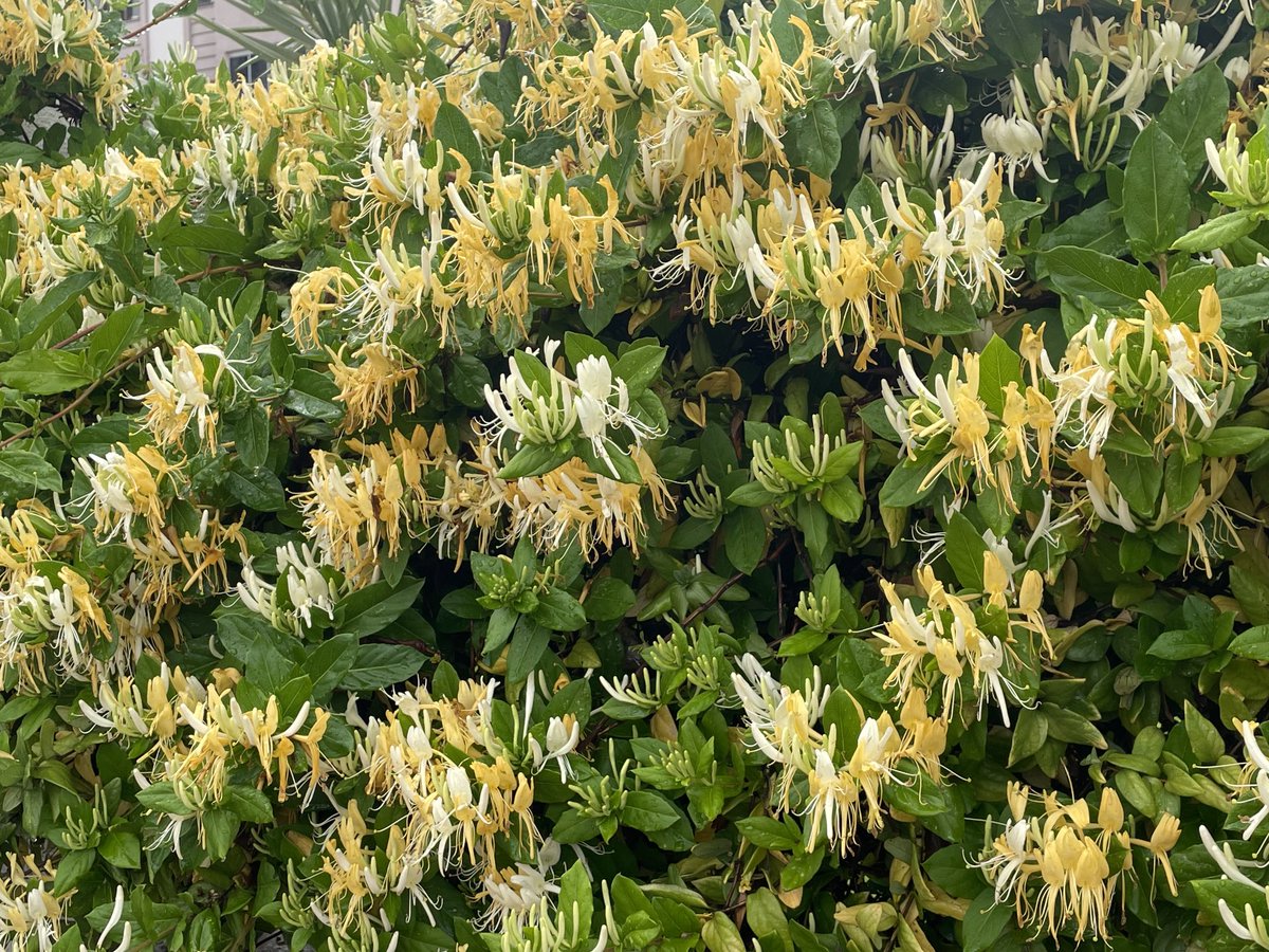 Çetin Osman Budak tweet media