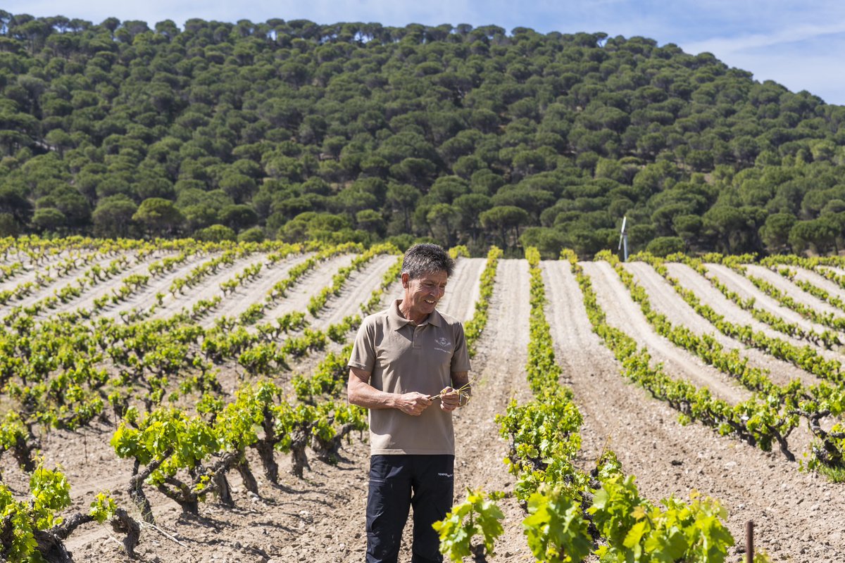 Tempos Vega Sicilia tweet media