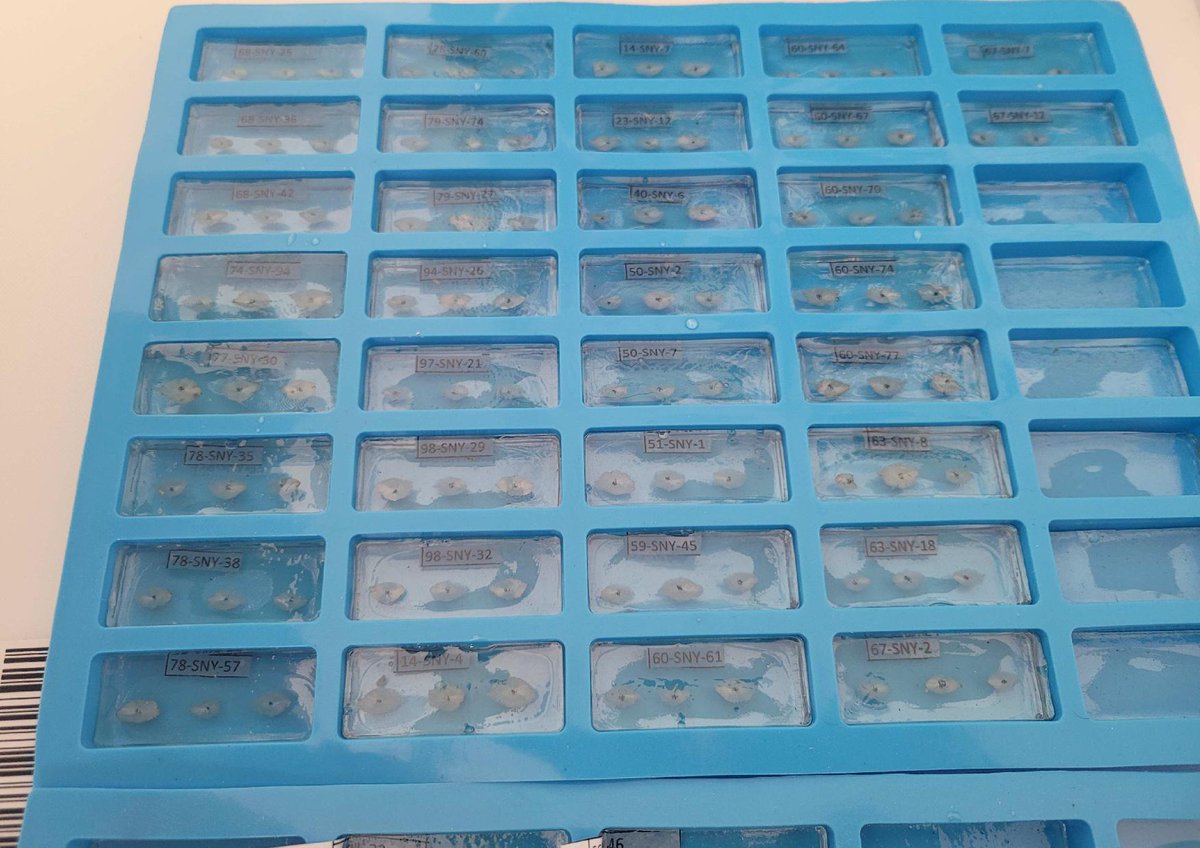 Exciting times ahead as the Caribbean's newest otolith lab is batch processing its first couple hundred samples in the Turks and Caicos Islands, in partnership with <a href="/TCIG_Press/">TCIG Communications Directorate</a> &amp; Fish Ageing Services Ltd, funded through Darwin Plus. 
Watch this space!
<a href="/UKBCFs/">Biodiversity Challenge Funds</a> <a href="/JNCC_UK/">JNCC</a> <a href="/Krusic_KG/">Kyne Krusicgolub</a>