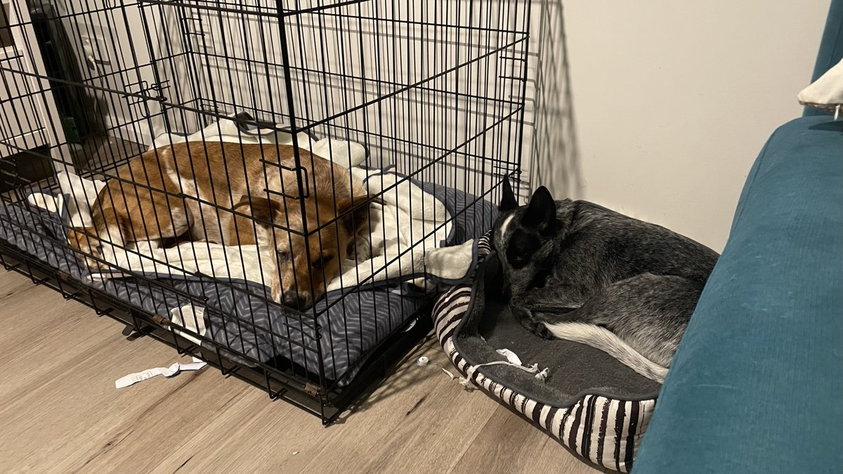 millerpete's tweet photo. Cheers to @woolworths #petinsurance and #GreenCrossVetsWyong for superb treatment of our doggo Dwayne. Operated on this morning and #gaponly payment processed this afternoon before I bought him home. He's now resting in his cage with his little buddy keeping an eye on him #2dogs https://t.co/Er5GLqoYdK