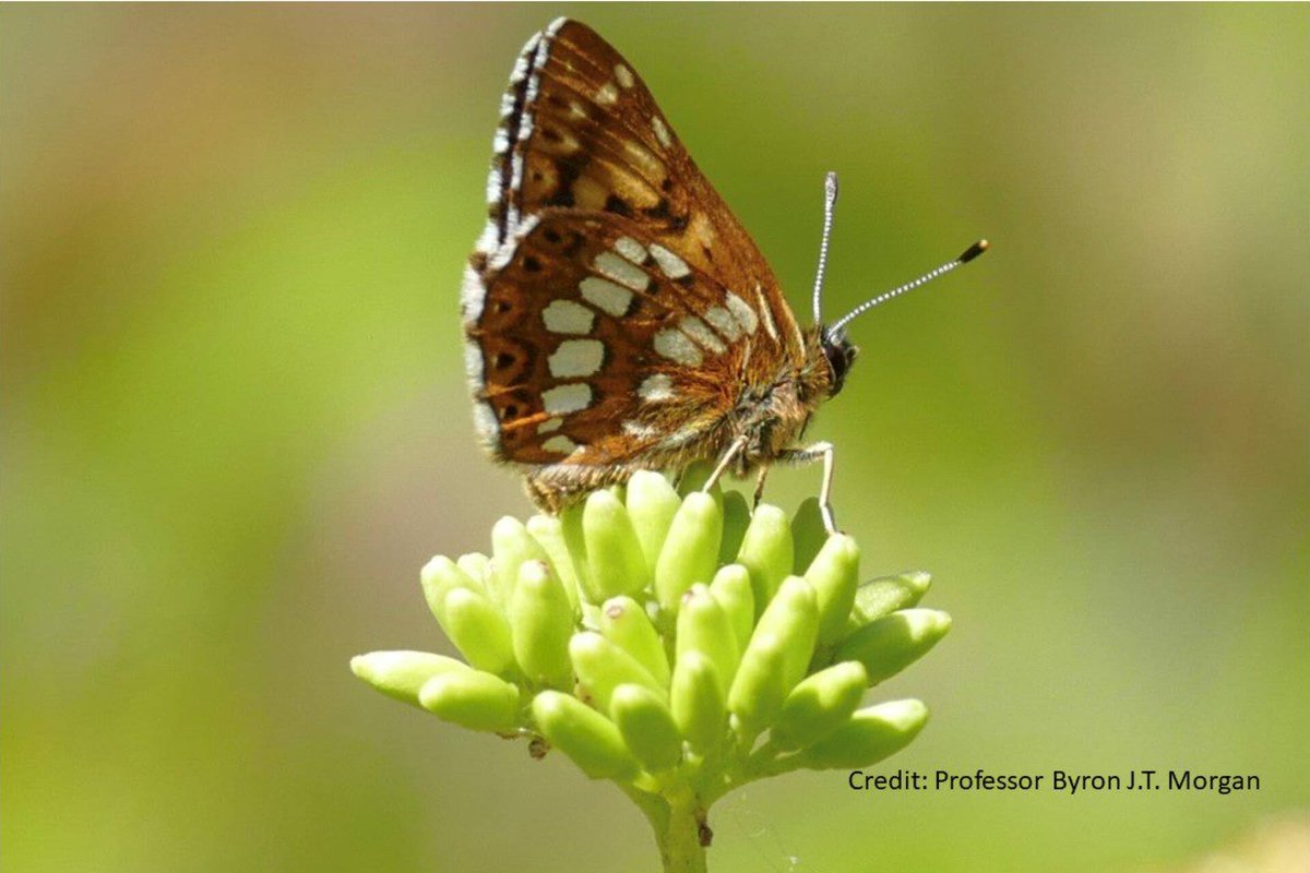 #PhD opportunity in #Statistics with @savebutterflies and @UniKent on modelling large citizen science data blogs.kent.ac.uk/seak/2022/12/0…