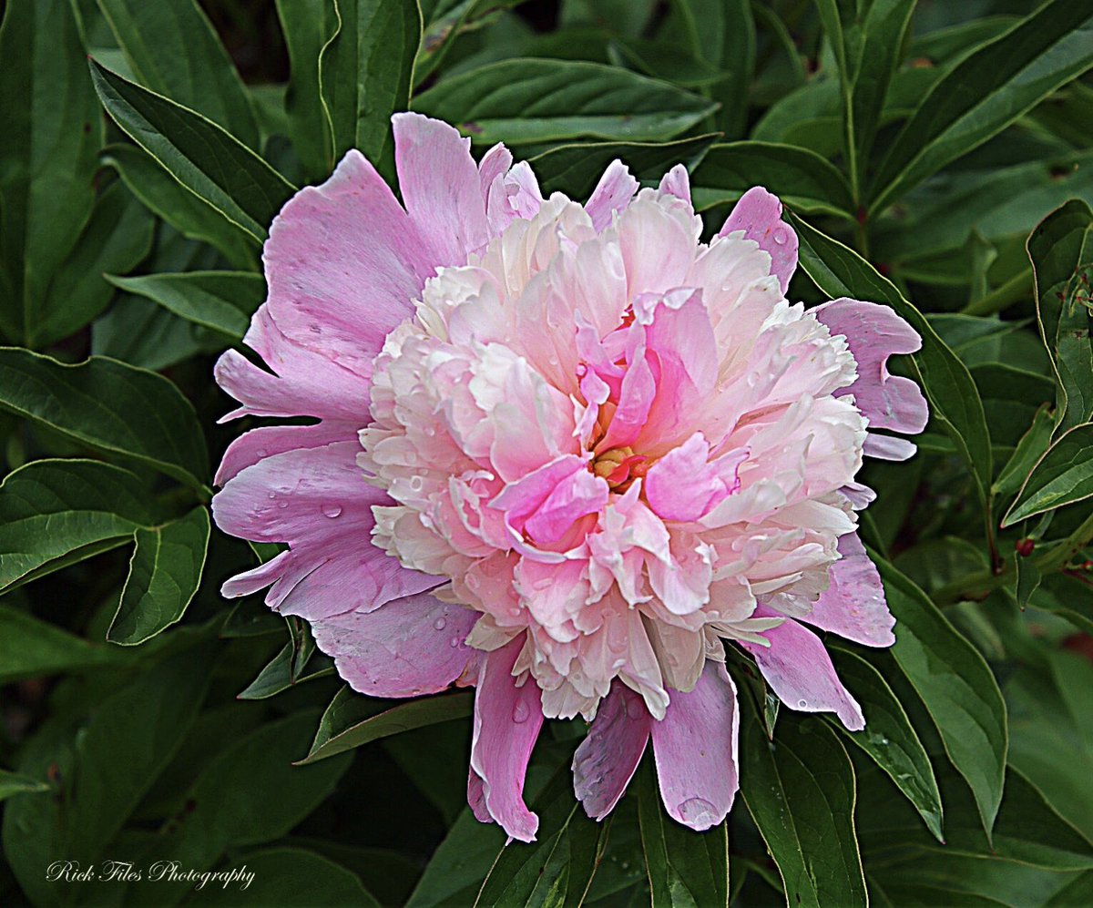 files44's tweet photo. Good Morning! Sorbet Peony #NowInBloom #Flowers #Nature #Photography https://t.co/JtAGRRu75Y