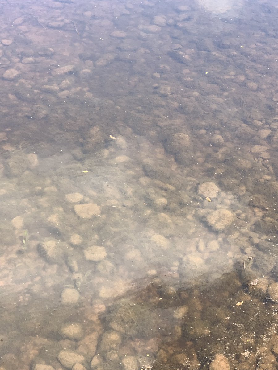 uskfriends's tweet photo. It's May. Nutrient rich @river_usk dying in front our eyes by choice sewage and agriculture.
@NatResWales none of it 🚀 🔬 you choose to not face up to reality and call it out! https://t.co/PN1NOgAEJ8