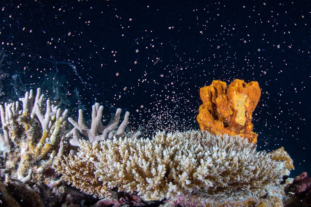 akky_underwater's tweet photo. サンゴの産卵が宇宙だった🚀🥹

📍石垣島 https://t.co/95hSPf2Vpn