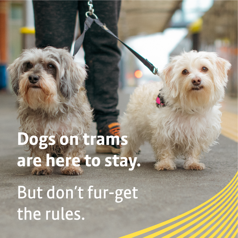 BeeNetwork's tweet photo. Ruff day? Cheer up! You’re allowed to bring two well behaved dogs on the tram. 🐕
Just watch out for their behaviour and you’re good to go.
#DogsOnTrams