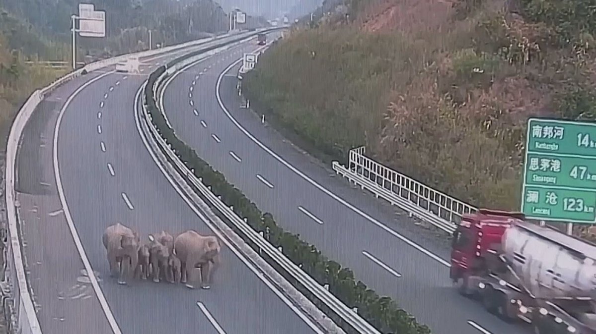 [News] - Eine Elefantenfamilie streunte in der chinesischen Provinz Yunnan auf einer Autobahn herum. Die Dickhäuter rannten durch eine Radarkontrolle und waren ziemlich flott unterwegs. -- Mehr dazu erfährst du hier >>>  ow.ly/OcOg104GWAt