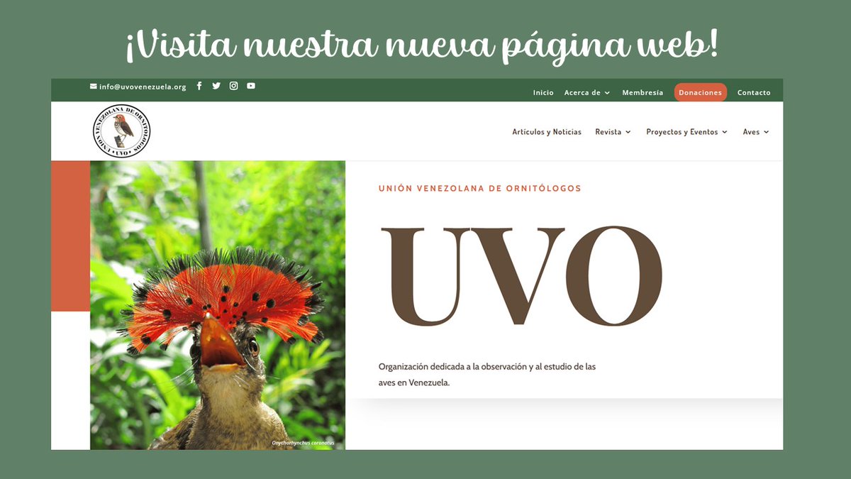 uvovenezuela's tweet photo. Tenemos el agrado de anunciarles el lanzamiento de la nueva página web de la Unión Venezolana de Ornitólogos UVO (https://t.co/W0nEVfl36v), hará la cual podrán acceder desde hoy en el marco de la celebración del Día Internacional de las Aves Migratorias y del Global Big Day. https://t.co/UnI5KzECUY