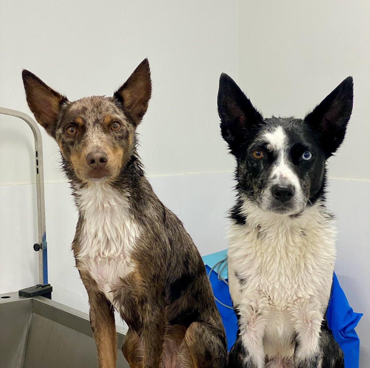 The_Hepsta's tweet photo. Friends, we gots the bath today 🫤
#dogsoftwitter #howcouldyouMum https://t.co/sIHwPOn82w
