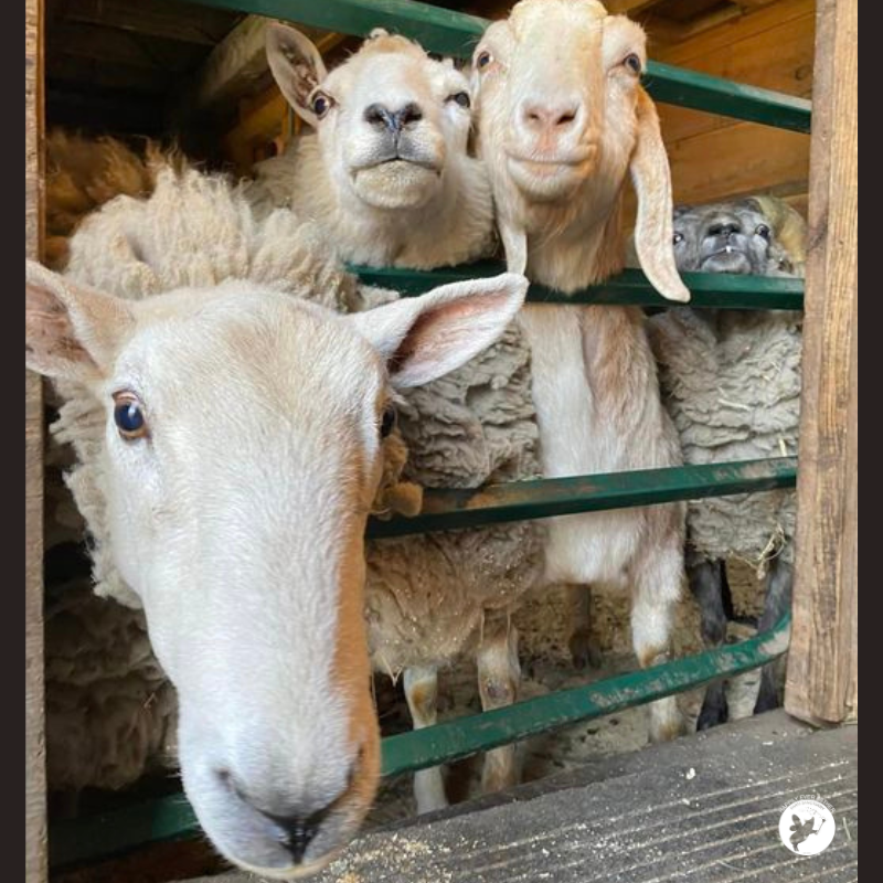 Good morning from Abraham, Luanne, Catherine & Obaaama!  They're excited to see what happens in our Spring Online Auction today. The auction closes tonight at 10 pm ET so place your bids and check back often facebook.com/HEEFSSilentAuc…

#HappilyEverEstherFarmSanctuary #HEEFS