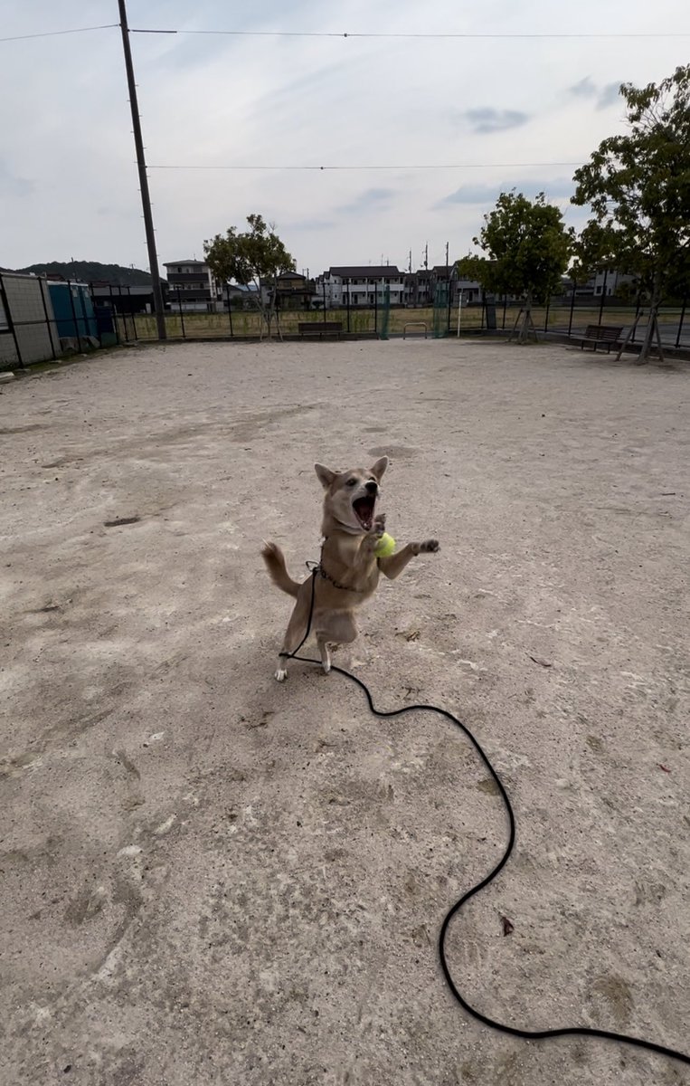 ___a_y_r_'s tweet photo. 月曜日だしボール掴むのが下手な犬の写真でも見て元気出すか〜 https://t.co/XMRuBCuoti