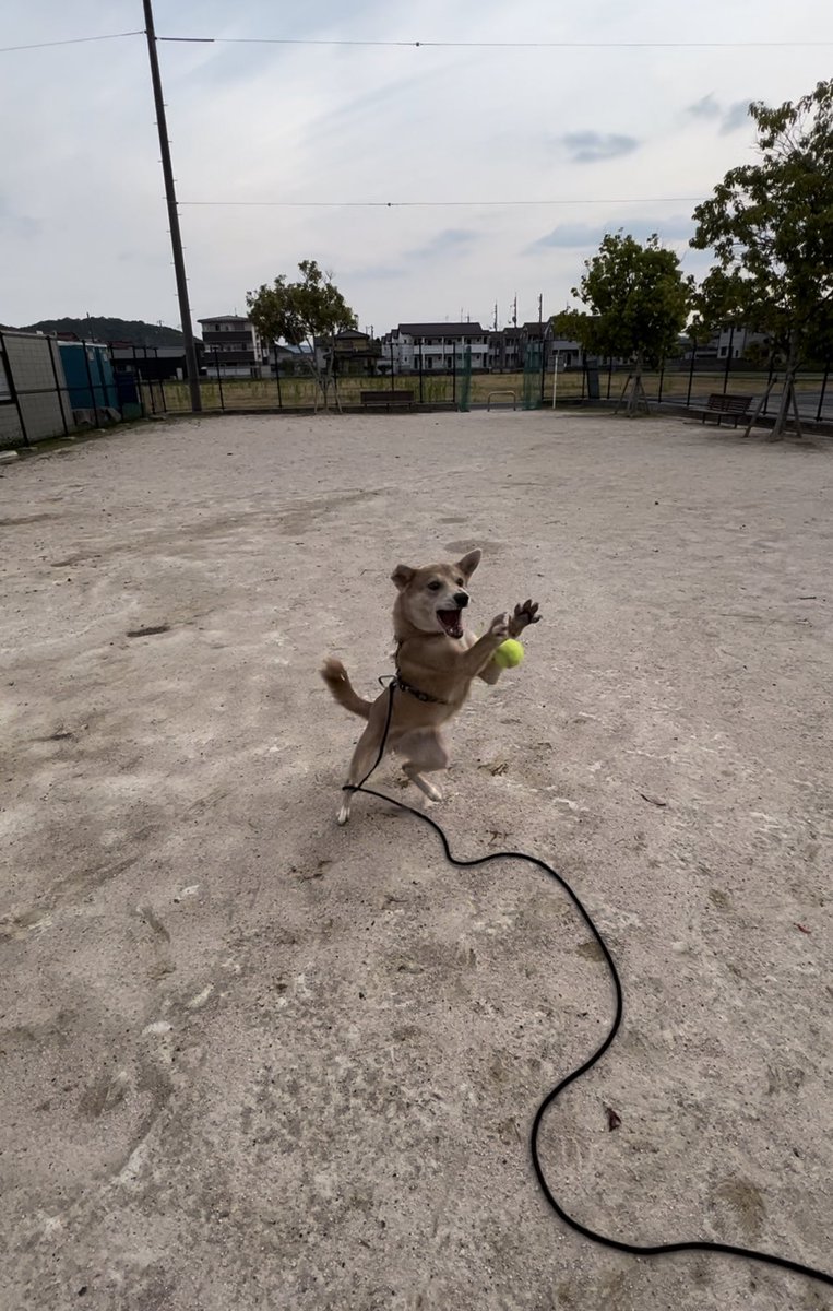 ___a_y_r_'s tweet photo. 月曜日だしボール掴むのが下手な犬の写真でも見て元気出すか〜 https://t.co/XMRuBCuoti