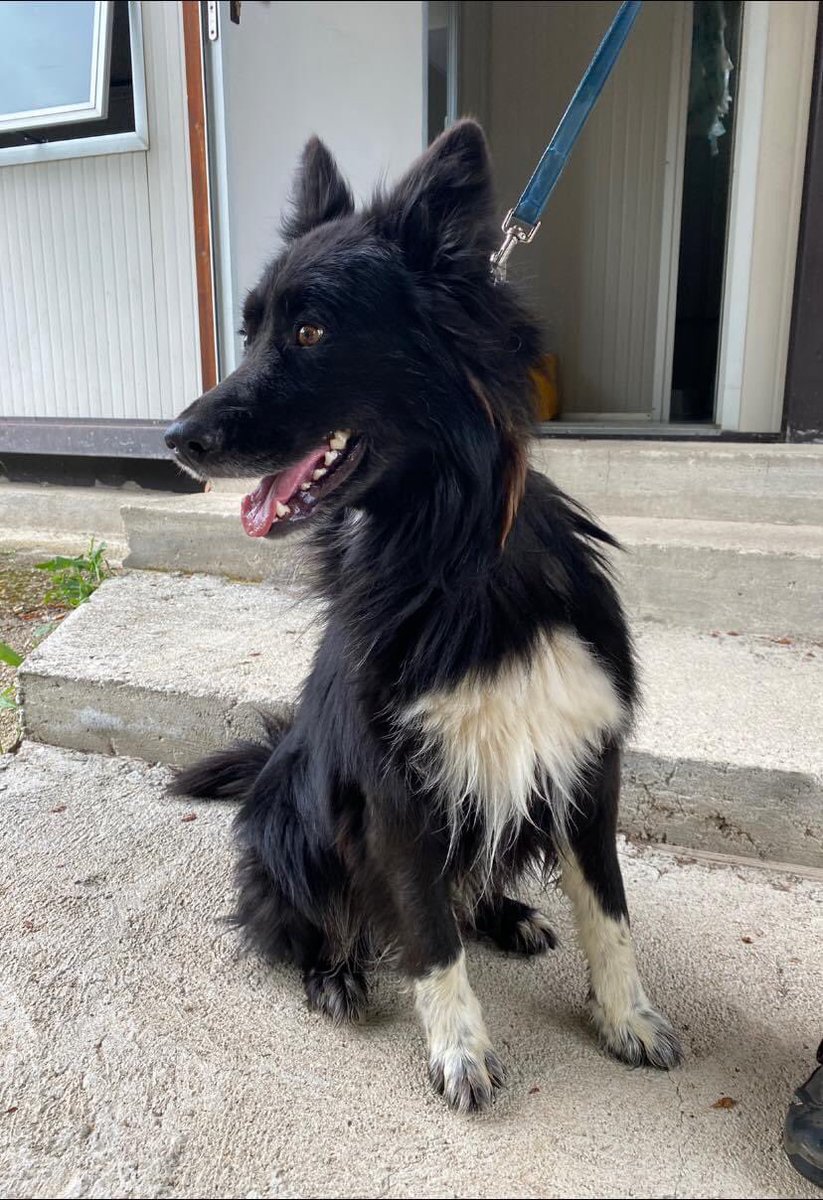 oipalaquila's tweet photo. Border collie in canile! 
Maschio, 4/5 anni, da valutare con le femmine, no maschi.
Per persone dinamiche e no come prima esperienza. 
🛸 Arriva in tutto il centro nord Italia con libretto sanitario in regola
📞 3470079297 (lasciate un messaggio su whatsapp no chiamate) https://t.co/i0kgvdAaTy