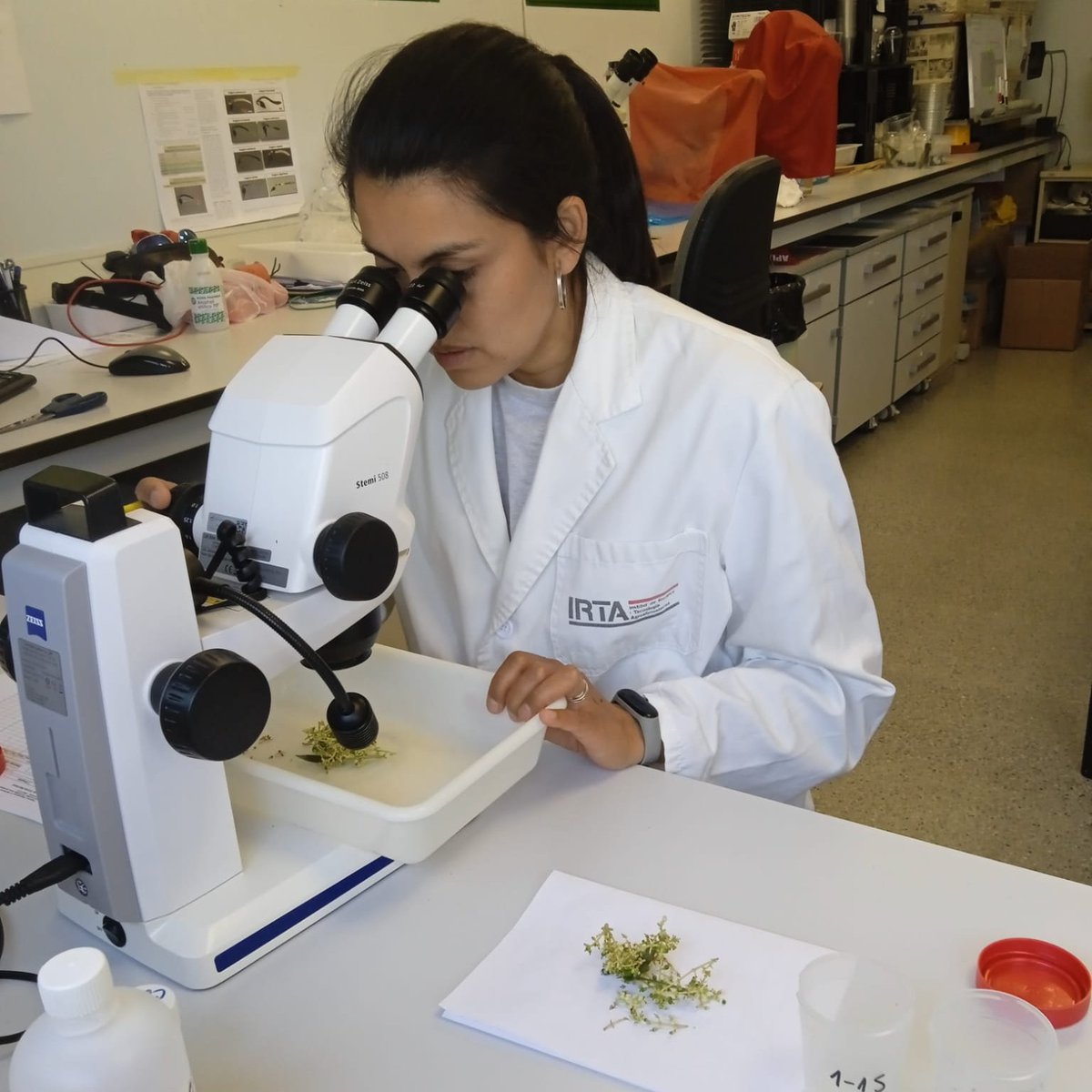 Studying the efficacy of bioinsecticides against olive moth (Prays oleae). Antophaga generation sampling and assessment in the lab <a href="/irtacat/">IRTA</a> <a href="/NOVATERRA19/">NOVATERRA</a>