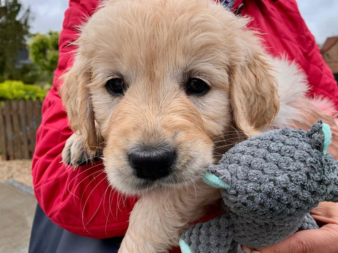 how can you not fall in love ?🤤🤤 Rate This Cuteness 10-100??📷📷 - #dog #dogs #scotland #dogsoftwitter #Easter2023 #captainchaos #puppylove #puppies #goldenretriever