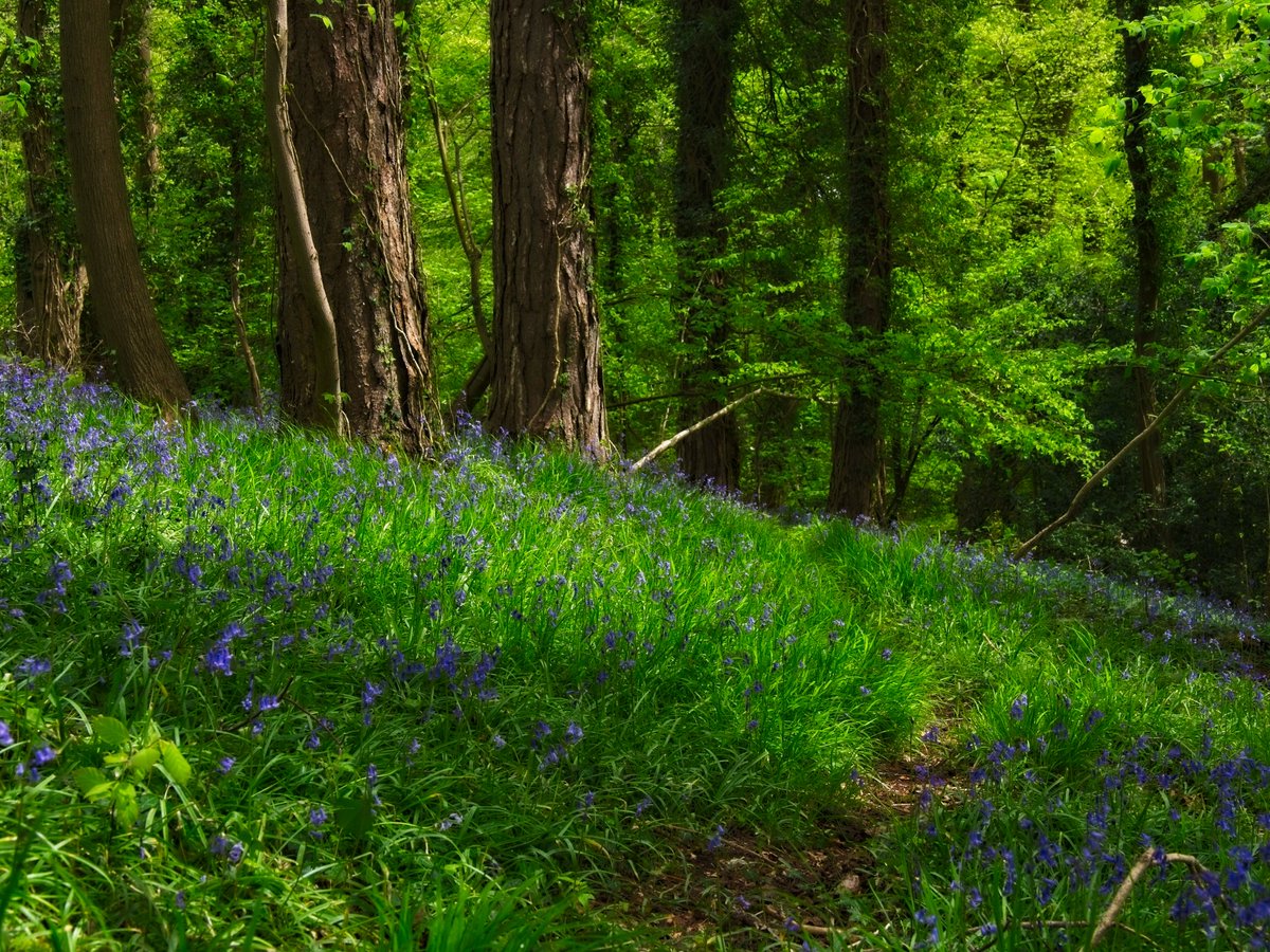 A wander into the woods #bluebells #LongAshton @OlympusUK @ON1photo  #fsprintmonday #wexmonday #sharemondays2022