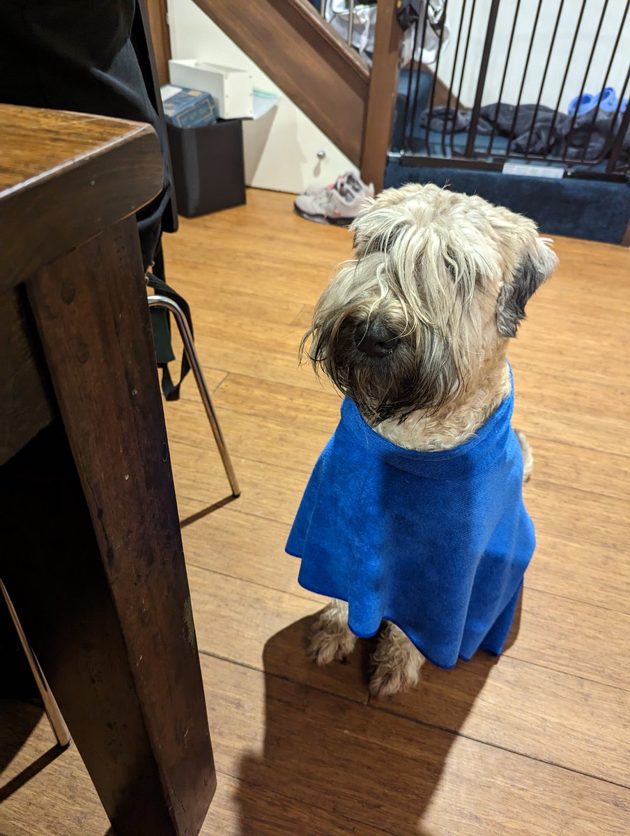 OberonWheaten's tweet photo. Any spare sausages for a cute Obi recovering from a bath.
#Please #CleanDog #ObisAgainstBaths https://t.co/hieLuVClHt