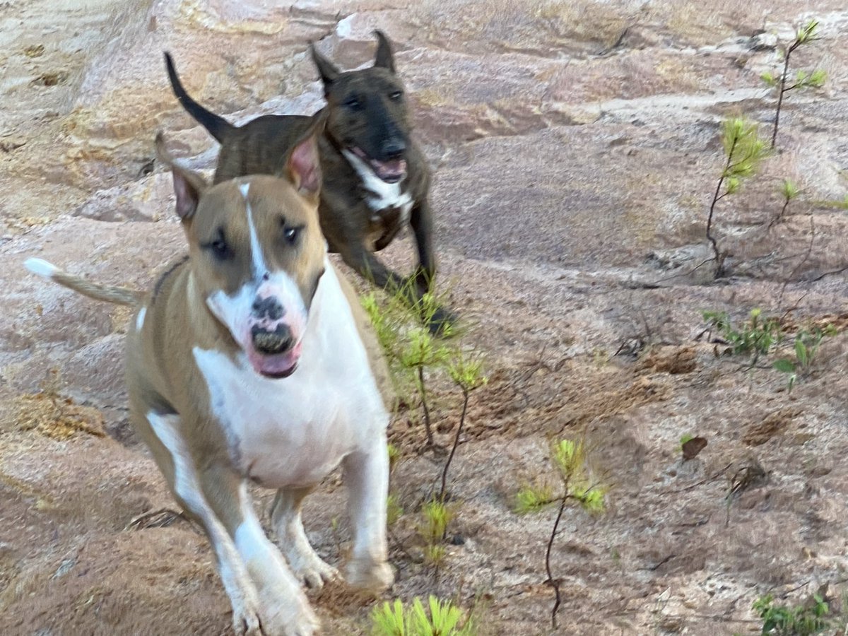 CERTIFIEDMONST1's tweet photo. The #FurFam had some fun this morning… https://t.co/z2Yo7zVI28