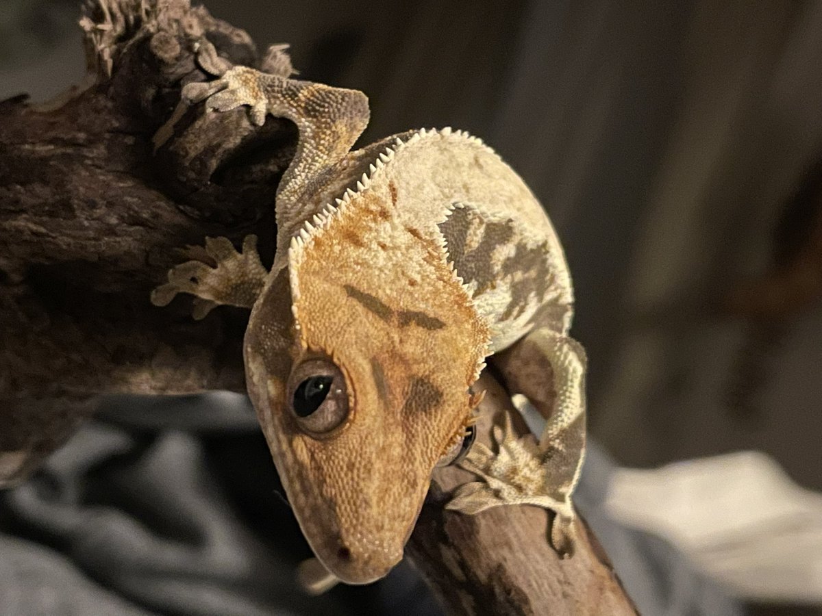 doidai201's tweet photo. おやすみなさい
#クレステッドゲッコー #クレス #リリーホワイト #オウカンミカドヤモリ #crestedgecko #correlophus
#gecko #geckosofinstagram #crestedgeckosofinstagram
#lizard #lizardlover #reptiles #reptile #reptilelover
#reptilekeeper
#爬虫類好きの人と繋がりたい
#도마뱀붙이 #파충류 https://t.co/POXD1yy1Xe
