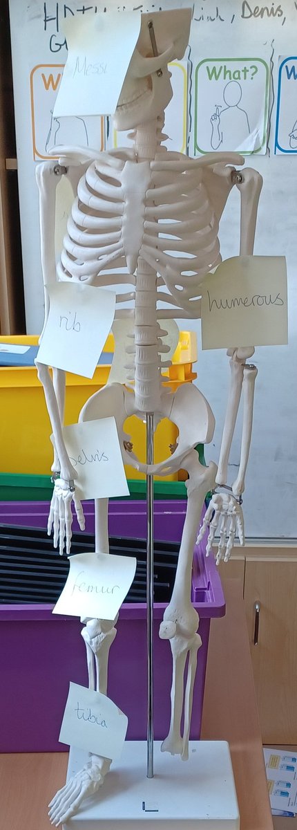 mbpsyear3's tweet image. 'Messi' has been helping us learn about the different bones in the human body! @MBPSHead @LDBSLAT @TeamThree11 #mbpsscience