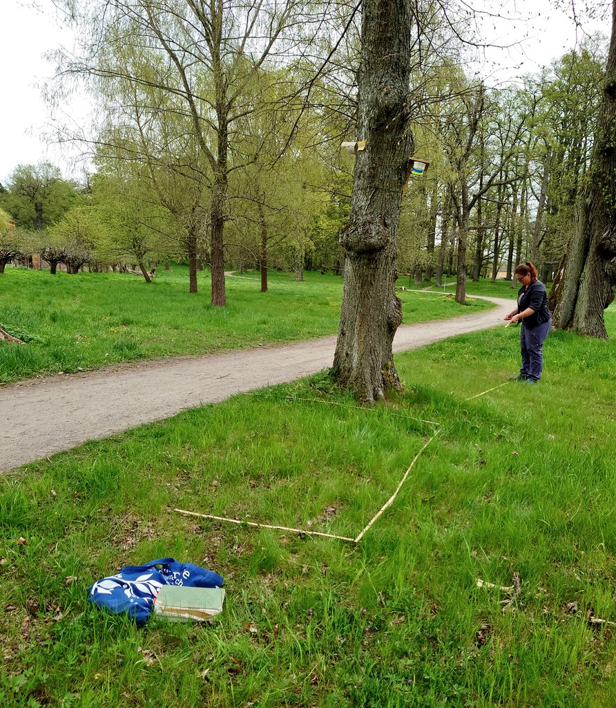 SAOCousins's tweet image. Fieldwork for #cooltree in Stockholm. Looking for the vernal plant species around solitary trees in a gradient from Stockholm city to the countryside 
@ForNaLab @PieterDeFrenne