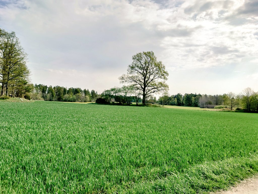 SAOCousins's tweet image. Fieldwork for #cooltree in Stockholm. Looking for the vernal plant species around solitary trees in a gradient from Stockholm city to the countryside 
@ForNaLab @PieterDeFrenne