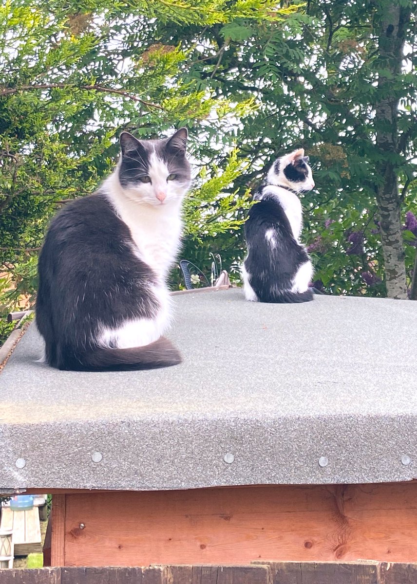 Both on the lookout today 👀 

#cats #CatsOfTwitter #hedgewatch #siblings #nosyneighbours #MondayMood #Mondayvibes