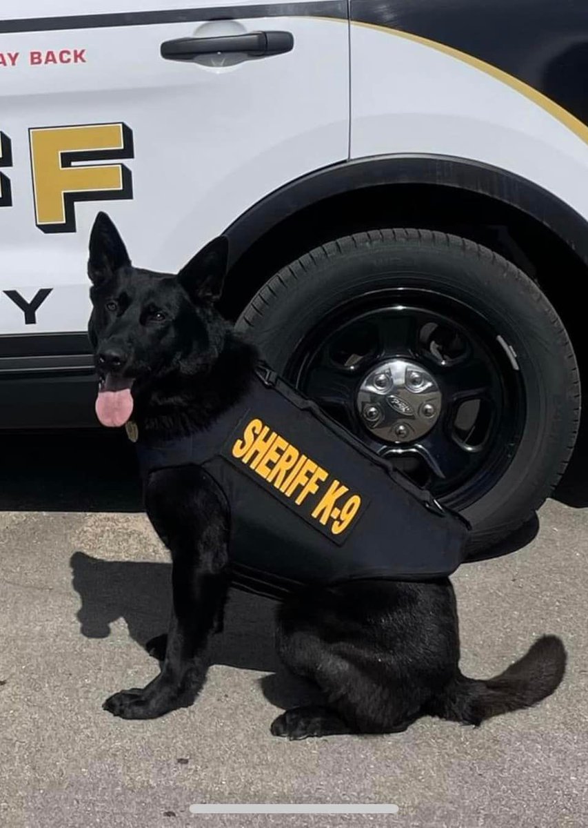 Our team is furever grateful to see that Carver County Sheriff’s Office K9 Gus has received a bullet and stab protective vest!
.
.
.
.
.
#workingdogs #servicedogs #donationsfordogs #donations #vik9s #vestedinterestink9s #backtheblue