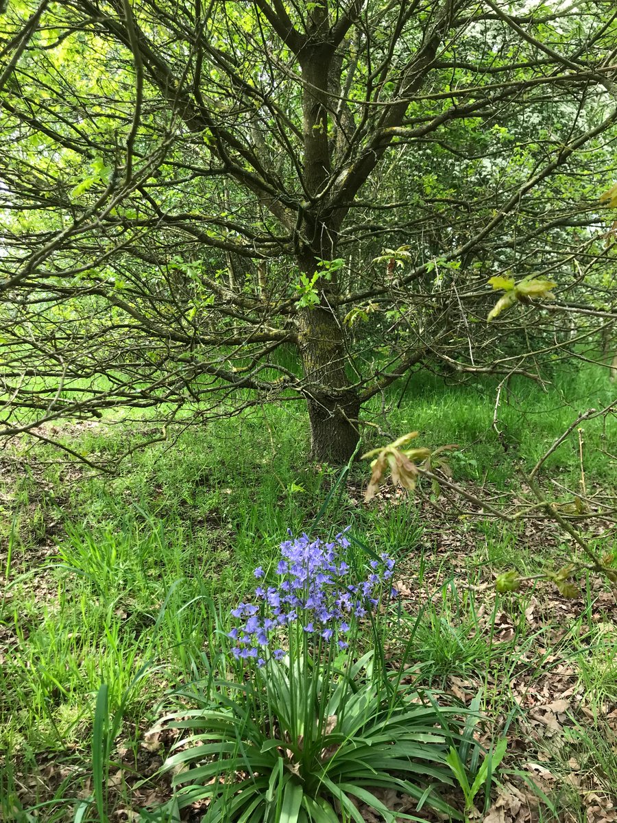 Bluebells among the #trees on Rose Hill, our beautiful rewilded green space💚🌳🍃.  Shocking that places like this aren’t protected during a climate & biodiversity emergency.  @PROT_DISEWORTH @saveferriby2020 @PenrhosSave @OurWestgate @ryebankfields @BrisMeadows @FriendsWESlopes