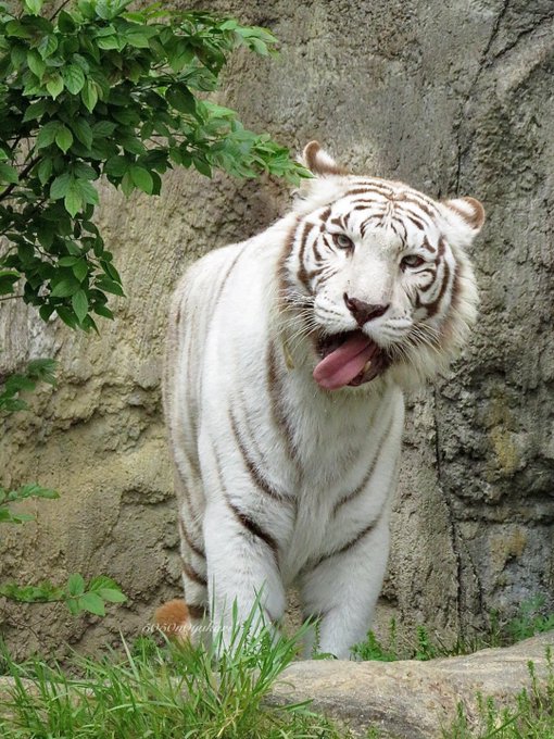 ファースト社 ホワイトタイガーのぬいぐるみ(おそらく宝塚ファミリー